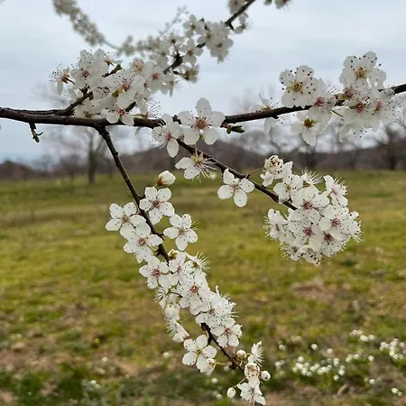 Agriturismo I Giardini Di Ararat Bagnaia (Viterbo)